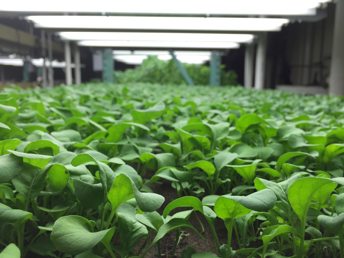 Baby arugula sprouts on floating burlap rafts.