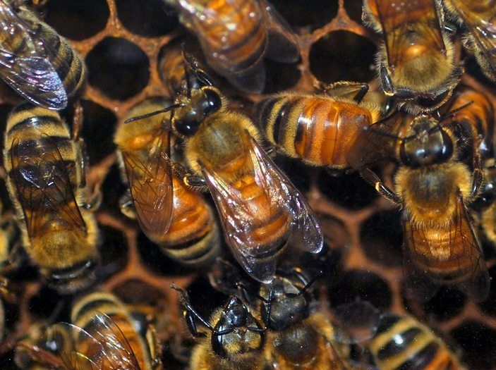 Buzz buzz buzz.