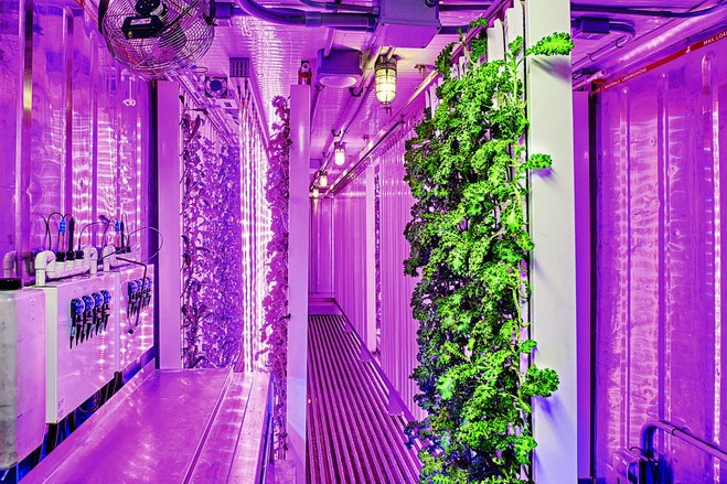 A vertical hydroponic farm. (Photo via Square Roots)