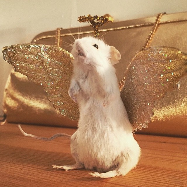 A taxidermy piece by Amber Maykut.