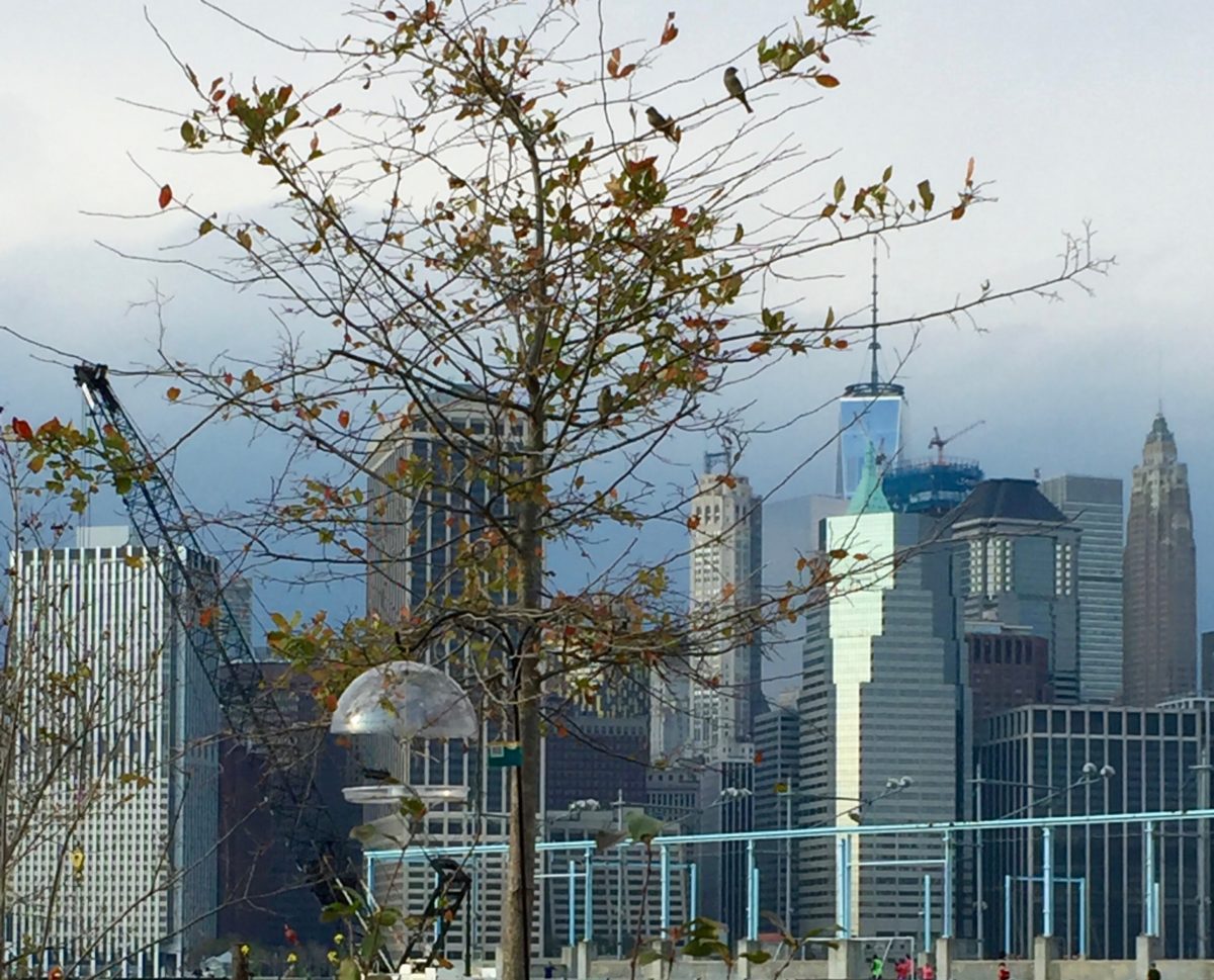 Birds gather at Swale, the floating food forest.