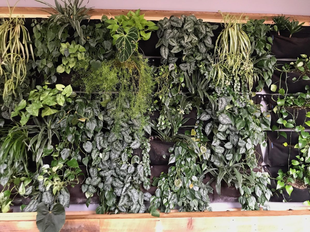 A green wall in Etsy's headquarters.