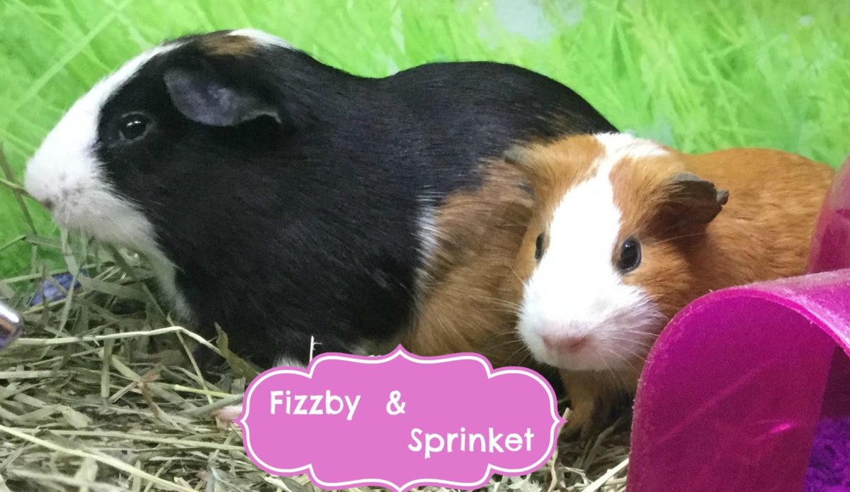 The neural network named these cuties Fizby and Sprinket.