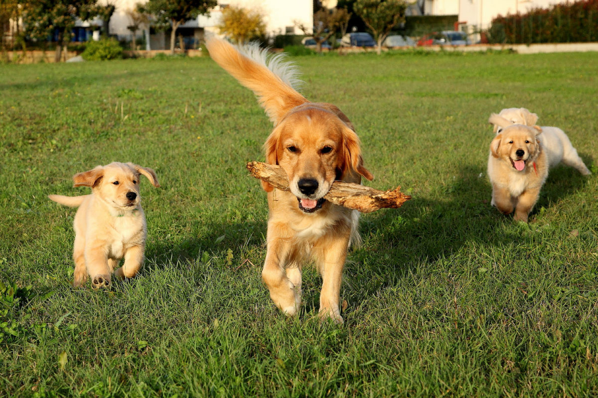 Puppers.