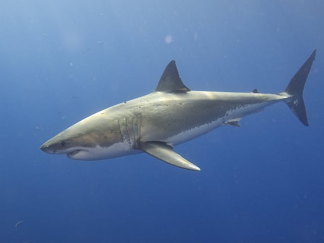 A shark