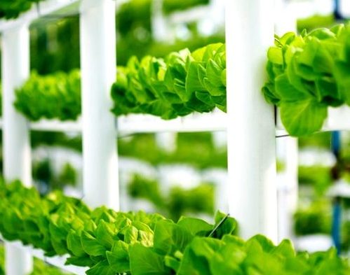 Hydroponic lettuce crop