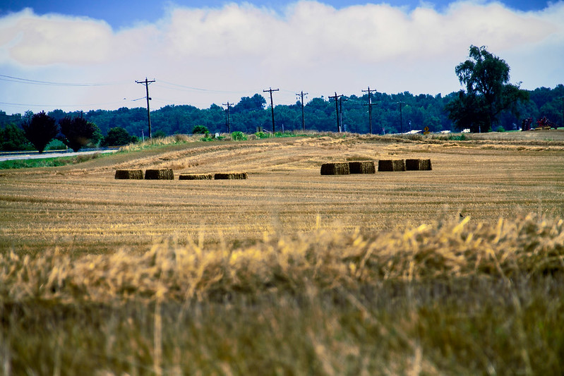 An Eastern Shore wheat field