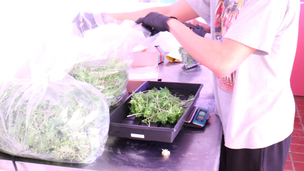 Harvesting at Second Chances Farm