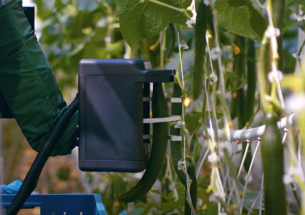 A person is using a device to grow cucumbers in a greenhouse.