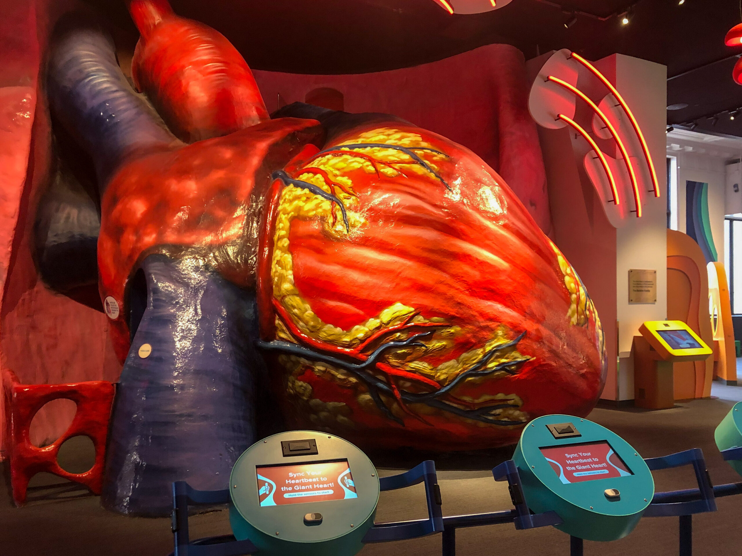 A large, colorful model of a human heart is displayed in a museum setting with interactive screens in front.