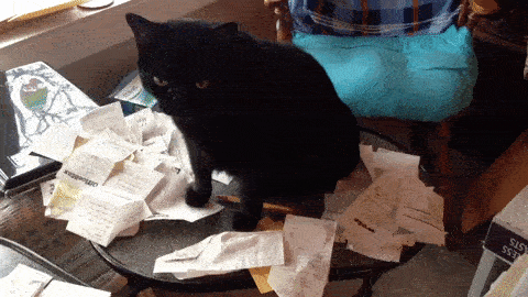 Animated gif of a black cat sitting on a large pile of receipts.