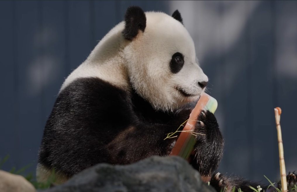 A giant panda sits on grass, holding and biting a colorful block of ice outdoors.