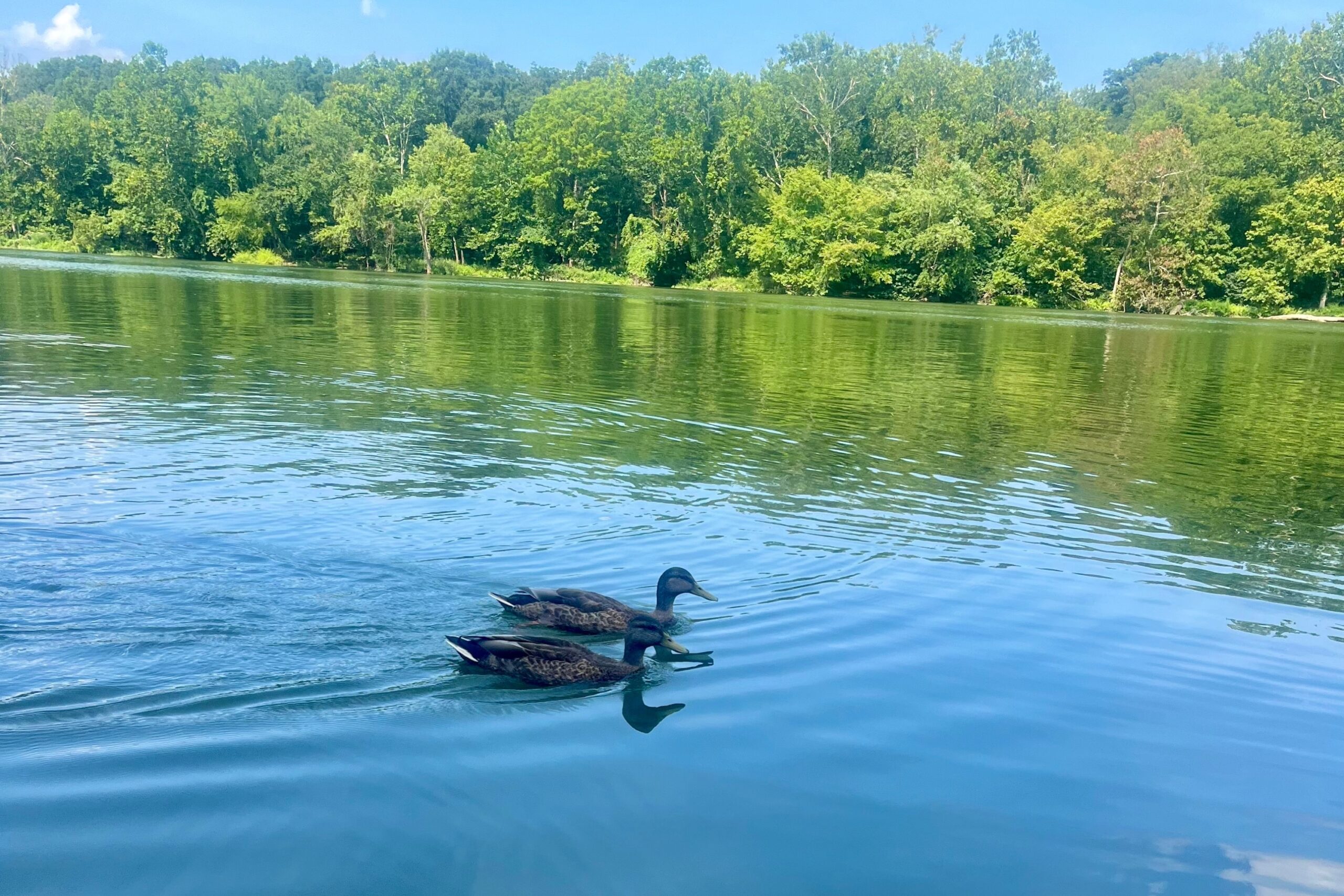 DC weekly roundup: O-1 visas, explained; big bucks for local AI and defense; restaurant reservations plunge post-Trump takeover