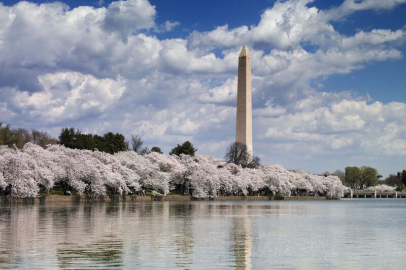 The Washington Monument stands behind rows of cherry blossom trees in full bloom, reflected in the calm water under a partly cloudy sky.