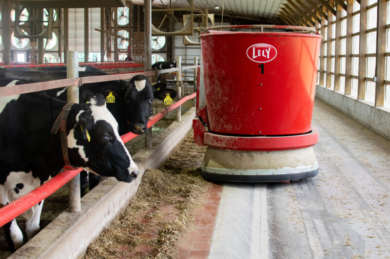 Several cows eat from a trough inside a barn while a red Lely automated feeding robot moves along a designated path beside them.