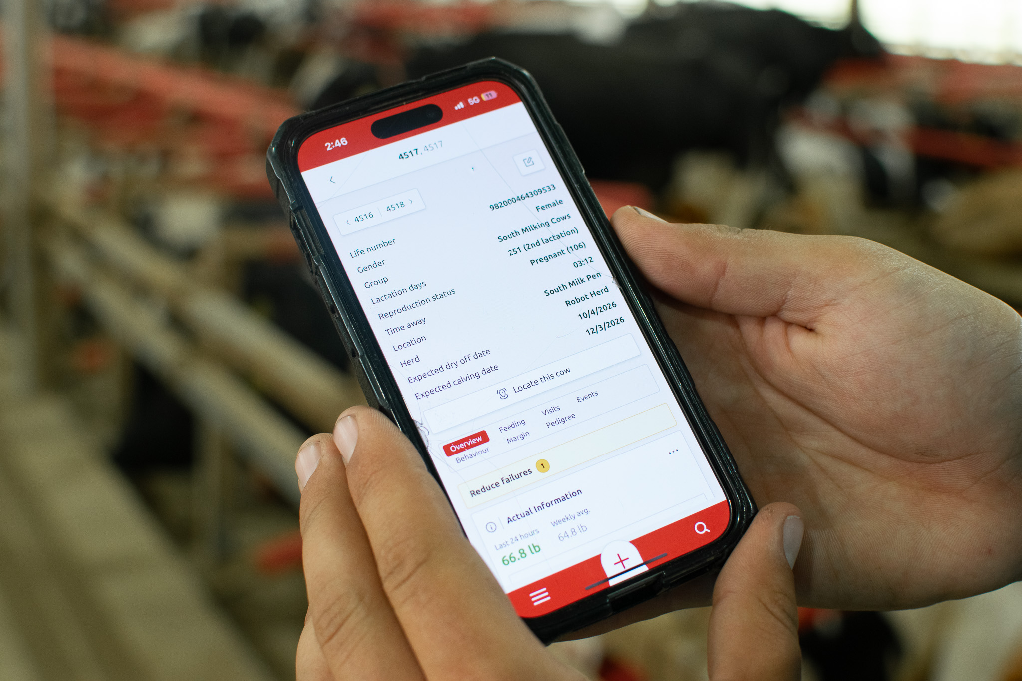 A person holds a smartphone displaying detailed livestock data, including identification number, breed, and health information, inside what appears to be a cattle barn.