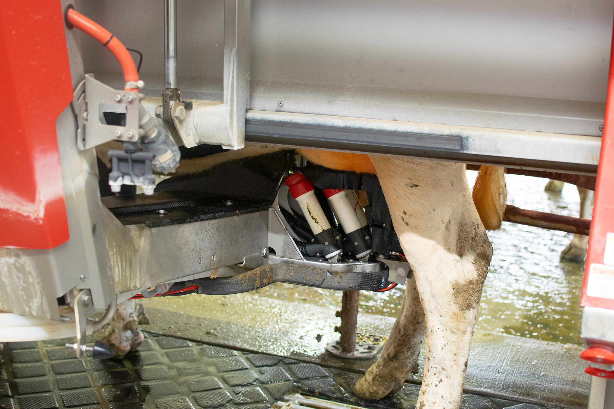 A close-up of an automated milking machine attached to a cow’s udder in a dairy facility.