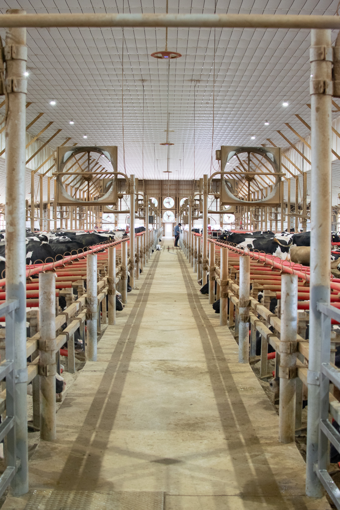 A person walks down the central aisle of a barn lined with cows in individual stalls on both sides.