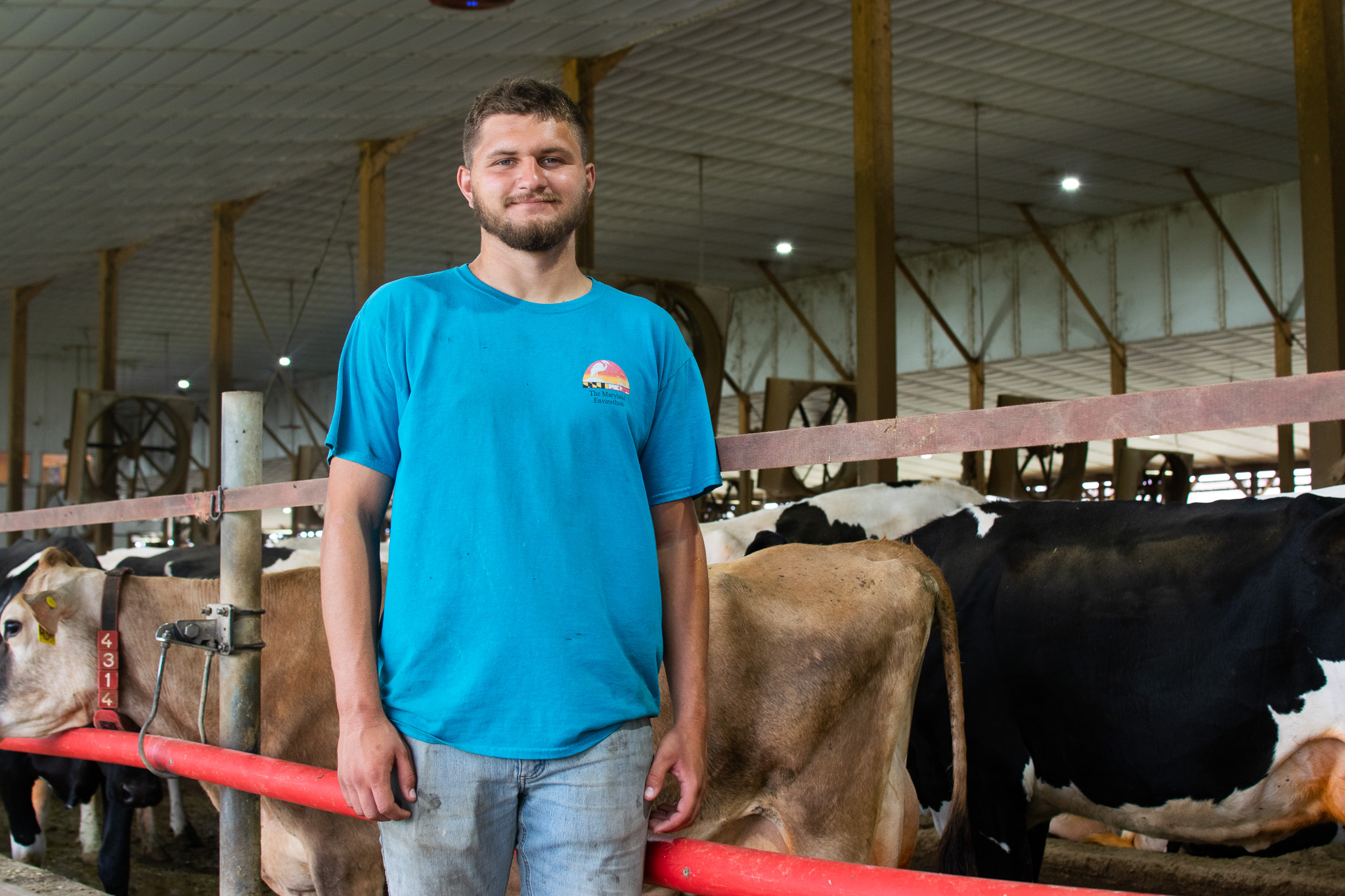 A man in a blue shirt stands in a barn next to several cows. The barn has a high ceiling with fans and wooden beams visible in the background.