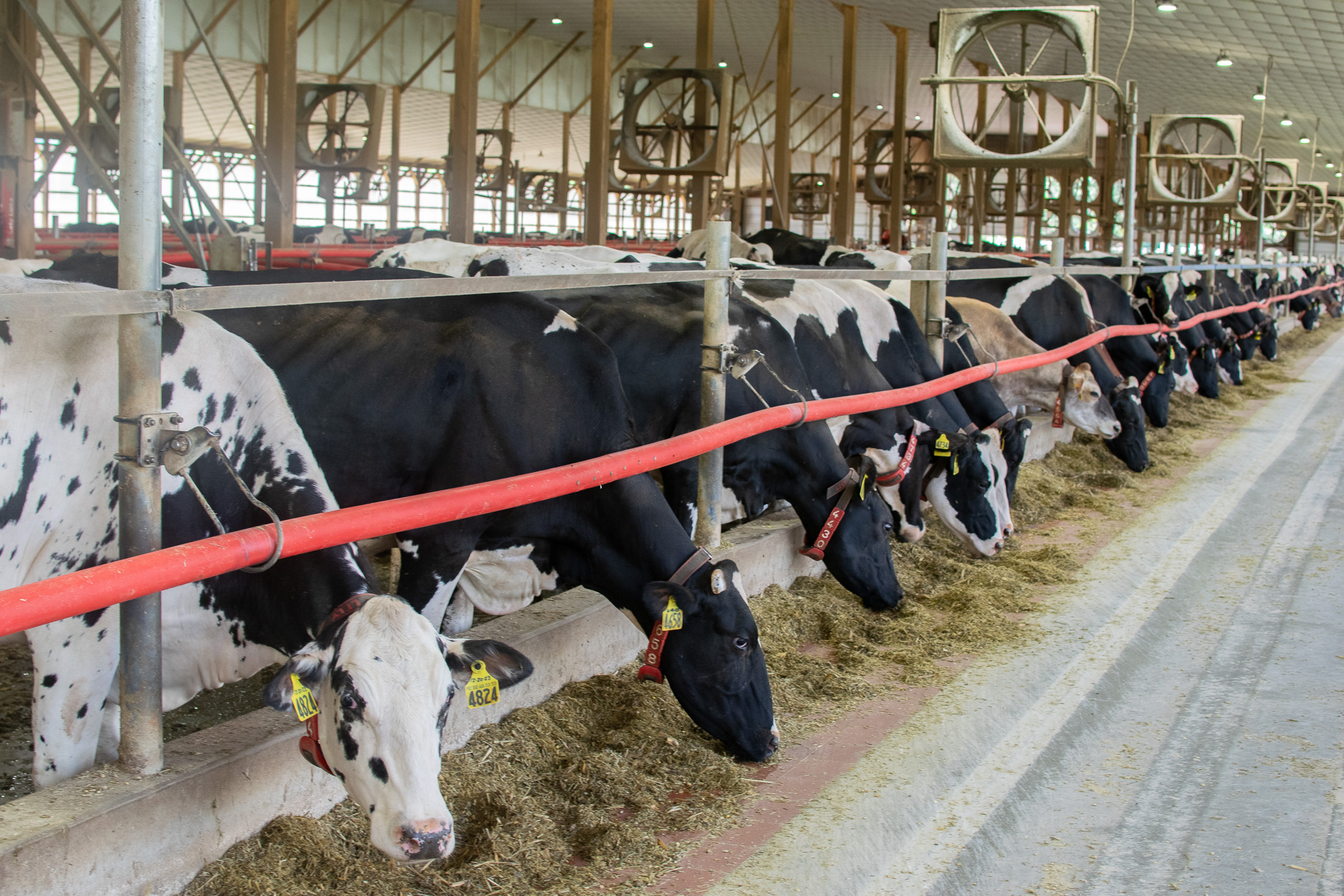 Rows of cows in a barn eat hay from a trough, each wearing a numbered collar, with large fans overhead for ventilation.