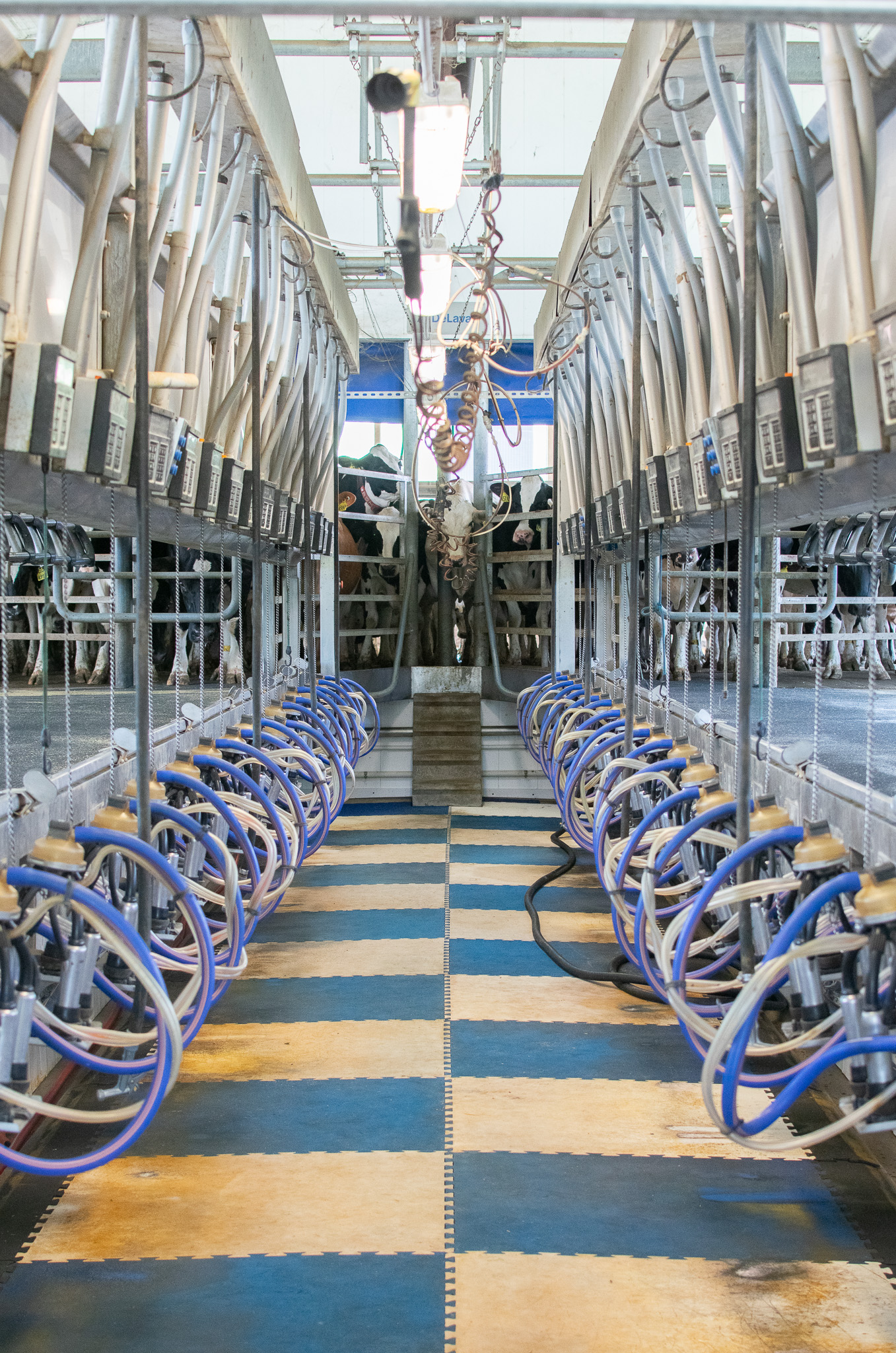 A modern dairy milking parlor with rows of milking machines and cows positioned at the far end, ready for automated milking.
