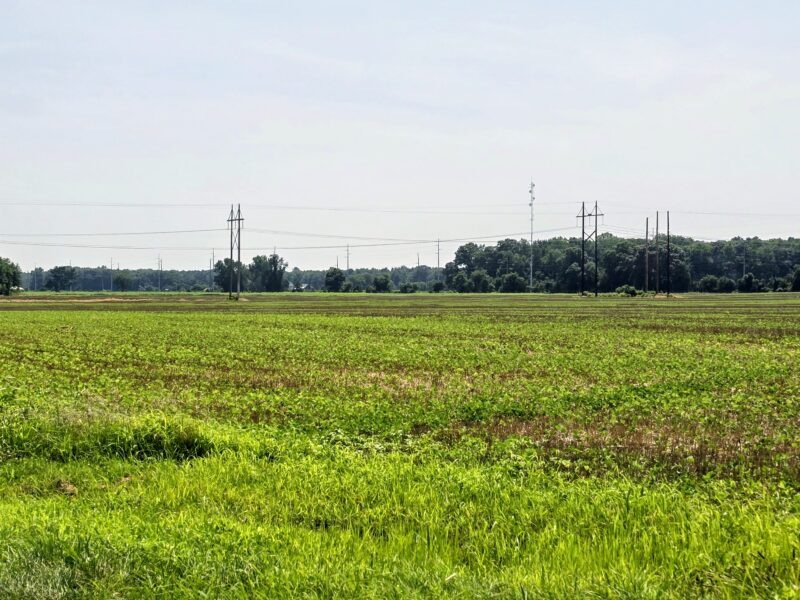 Flat, green field with patches of grass, power lines stretching across, and a tree line in the distance under a clear sky.
