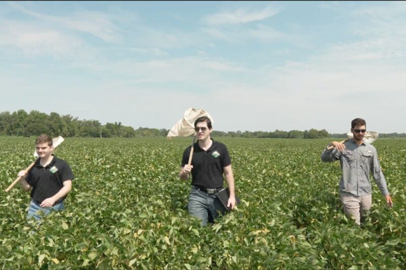 Three men walk through a green crop field carrying large nets over their shoulders under a partly cloudy sky.