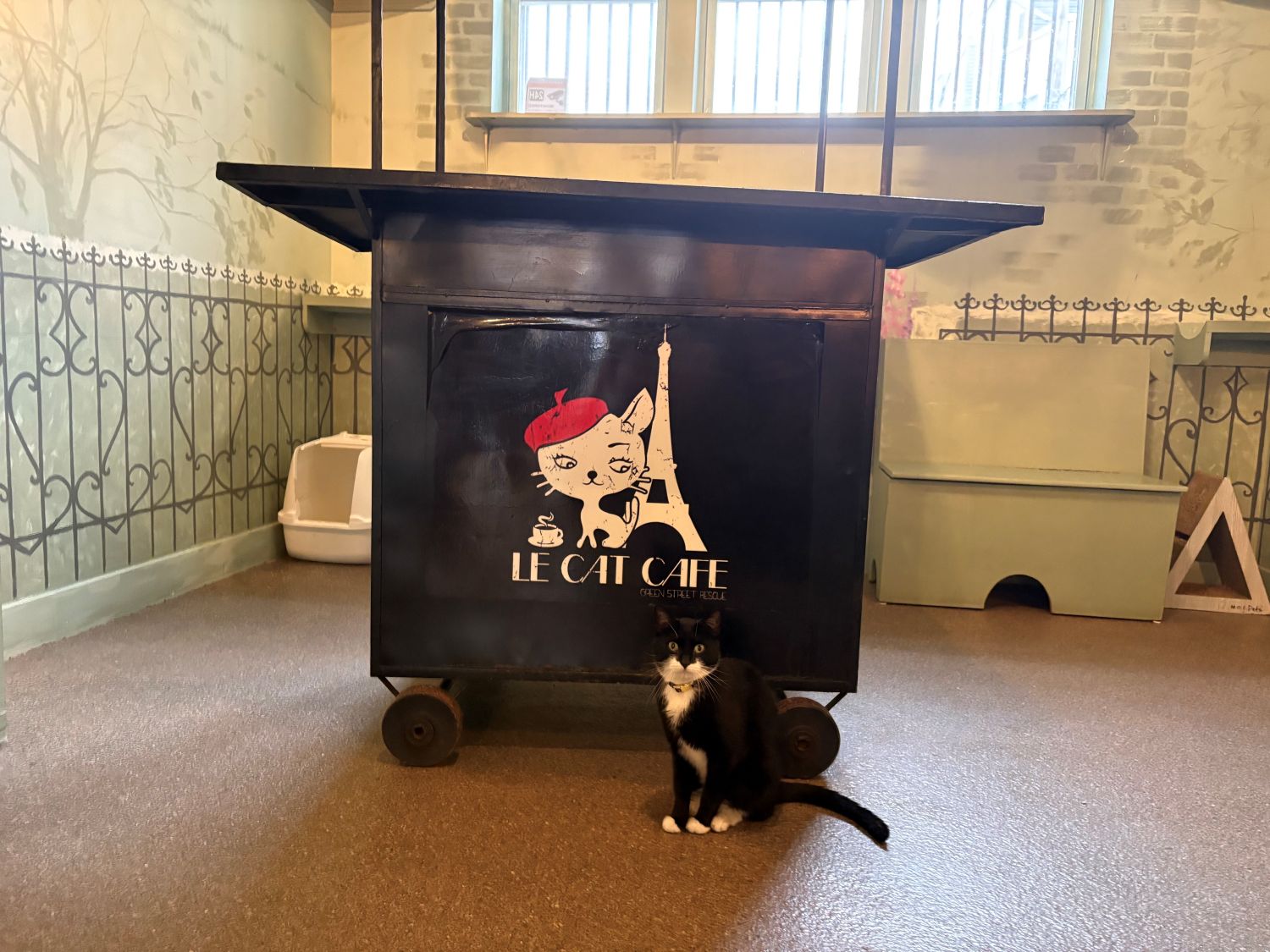 A black and white cat sits in front of a black cart with “Le Cat Cafe” and a cartoon cat logo, inside a room with light green walls and a window.