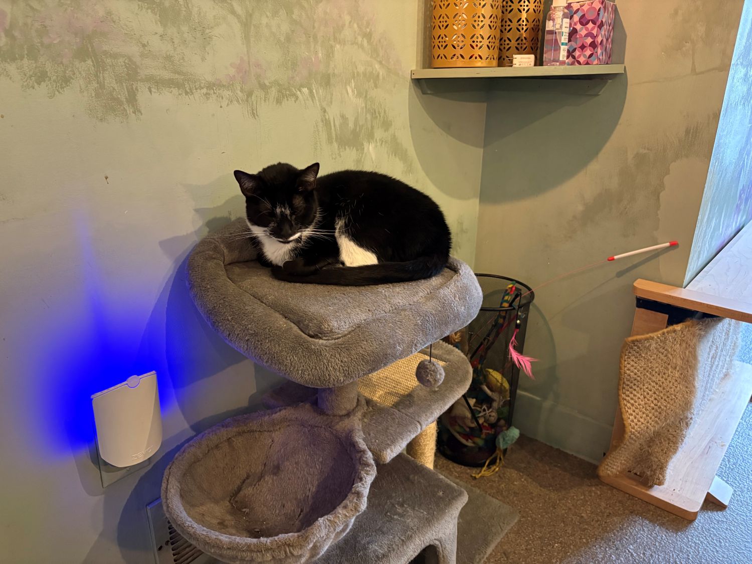 A black and white cat is lying on the top platform of a gray cat tree near a wall, with a blue night light and cat toys visible nearby.